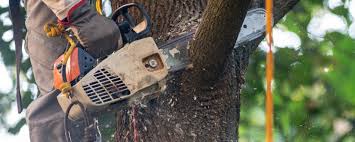 Best Fruit Tree Pruning  in Monterey, CA
