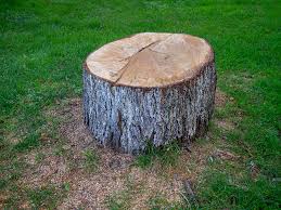 Best Tree Health Inspection  in Monterey, CA