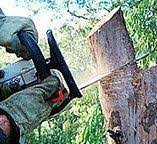 Best Firewood Processing and Delivery  in Monterey, CA