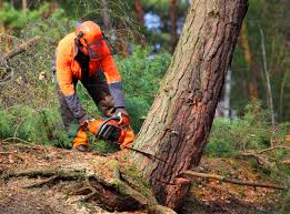 Best Arborist Consultation Services  in Monterey, CA