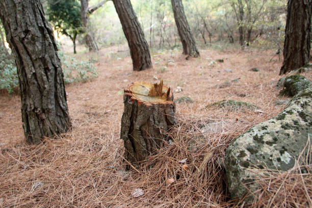 Best Tree Risk Assessment  in Monterey, CA