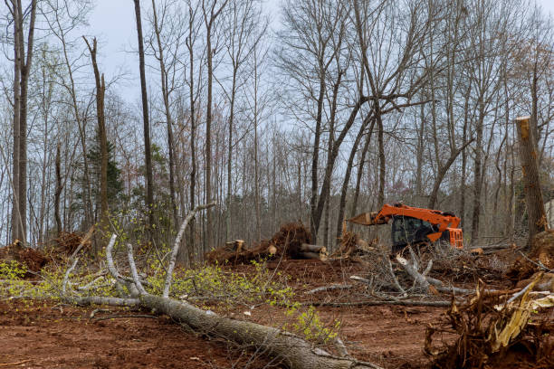  Monterey, CA Tree Care Pros