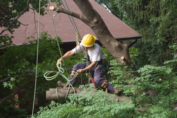 How Our Tree Care Process Works  in  Monterey, CA