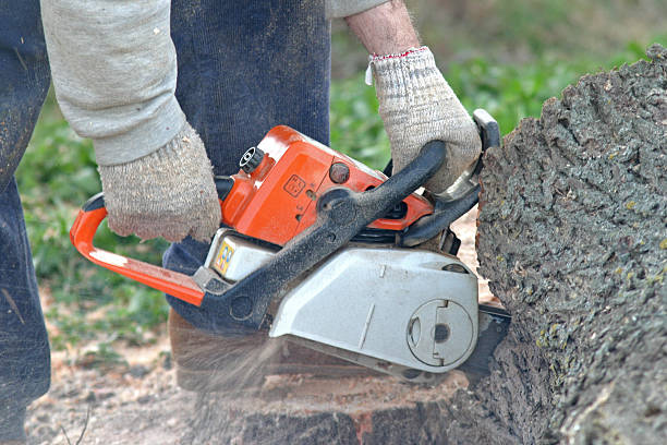Monterey, CA Tree Care Company