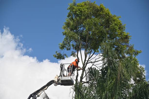 Best Emergency Tree Removal  in Monterey, CA
