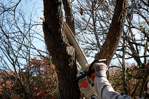 Lawn Maintenance Plans in Monterey, CA