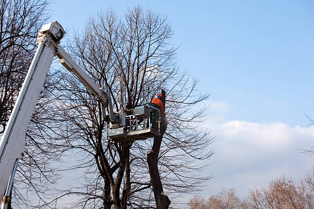 Best Tree and Shrub Care  in Monterey, CA